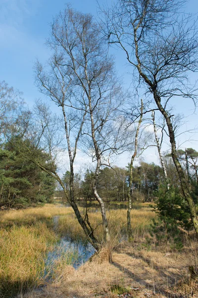 Landschaft mit Sumpf — Stockfoto