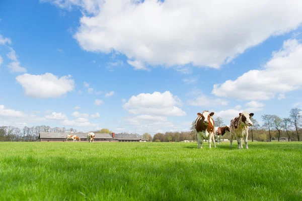 Brown white cows — Stock Photo, Image