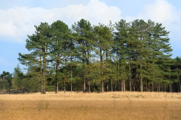 Bosque con pinos — Foto de Stock