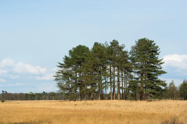 Bosque con pinos — Foto de Stock