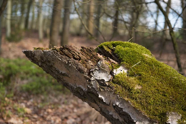 Baumstamm mit Moos — Stockfoto