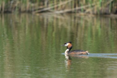 büyük tepeli batağan