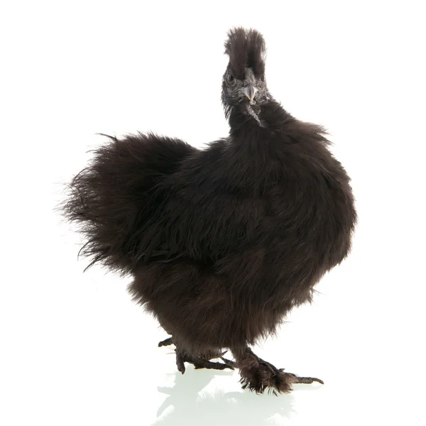 黑乌骨鸡 — 图库照片