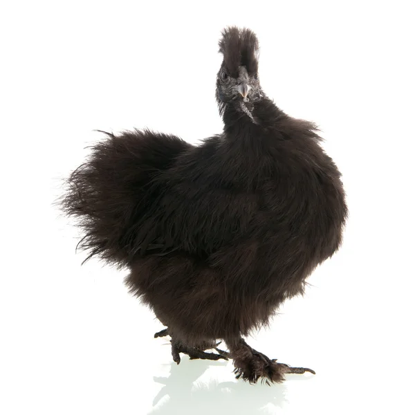 Silkie negro — Foto de Stock