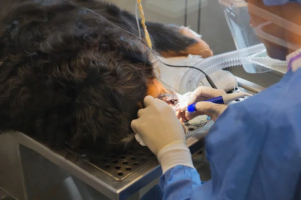 Cuidados dentários para animais de estimação — Fotografia de Stock