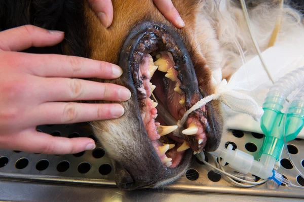 Dental care for pets — Stock Photo, Image