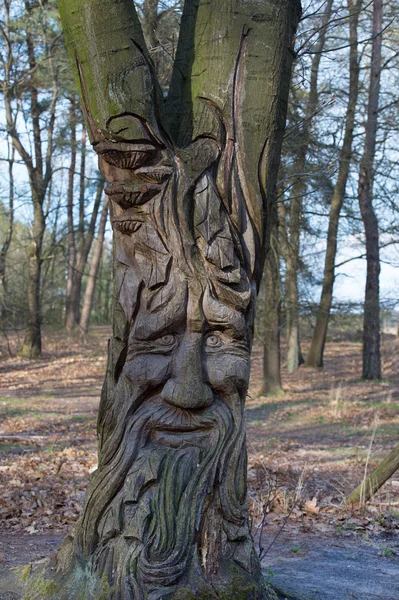 Ağacı içinde yüz — Stok fotoğraf