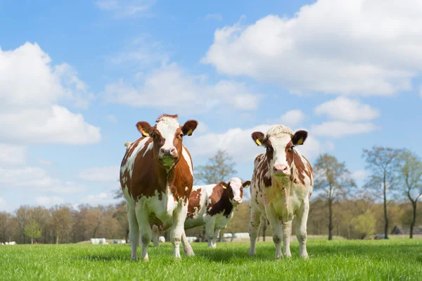 Vacas brancas marrons — Fotografia de Stock