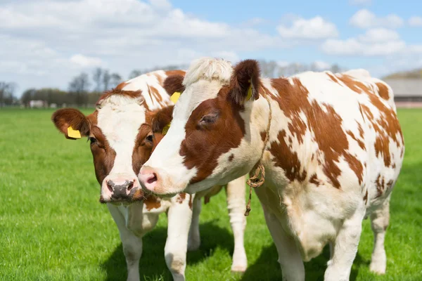 Brown white cows — Stock Photo, Image