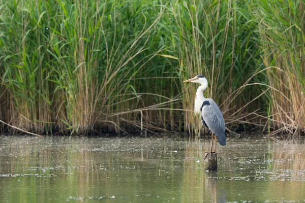 Büyük Mavi Balıkçıl