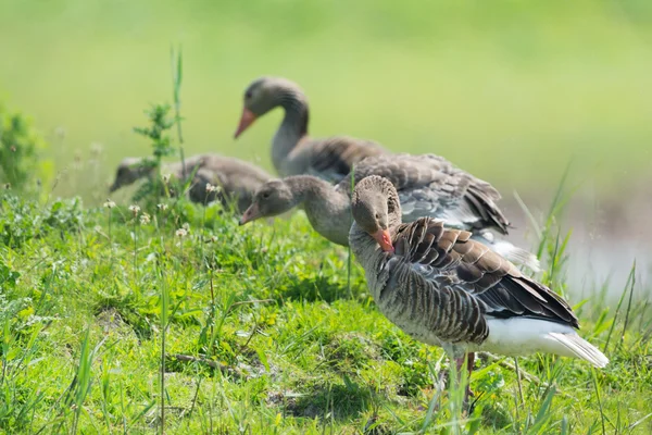 Greylag káčatka — Stock fotografie