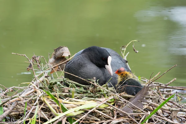 Eurasian coot with duckling — Stock Photo, Image