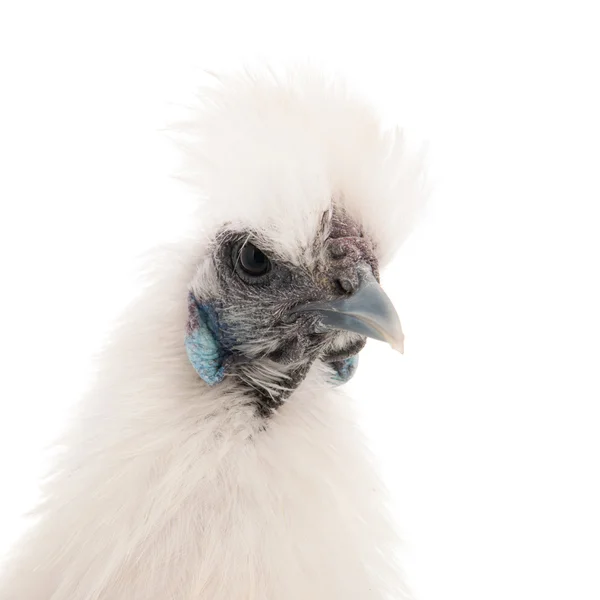 White Silkie — Stock Photo, Image