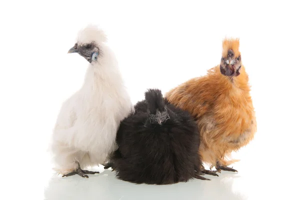 Pollos de seda — Foto de Stock