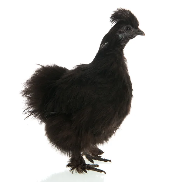 Silkie negro — Foto de Stock