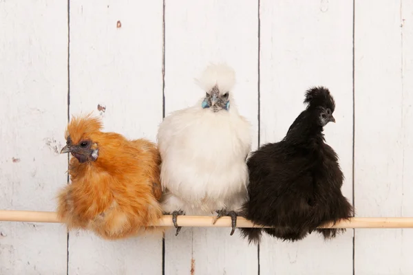 Silkies w kurniku — Zdjęcie stockowe