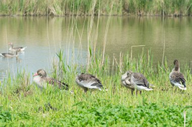 Boz kazların doğada
