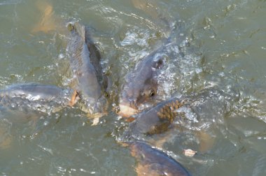 Genel sazan balığı