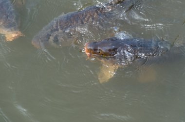 Genel sazan balığı