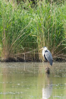 Büyük Mavi Balıkçıl