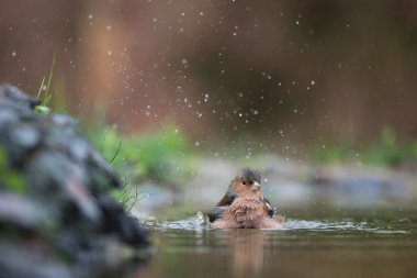 ortak ispinoz alarak banyo