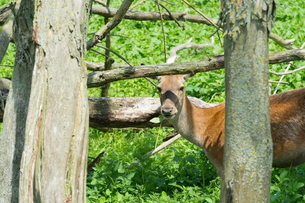 Samice jelena v přírodě — Stock fotografie