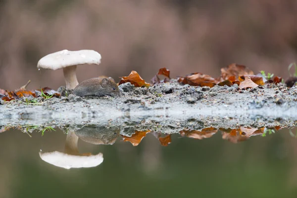 Sonbahar ortak vole — Stok fotoğraf