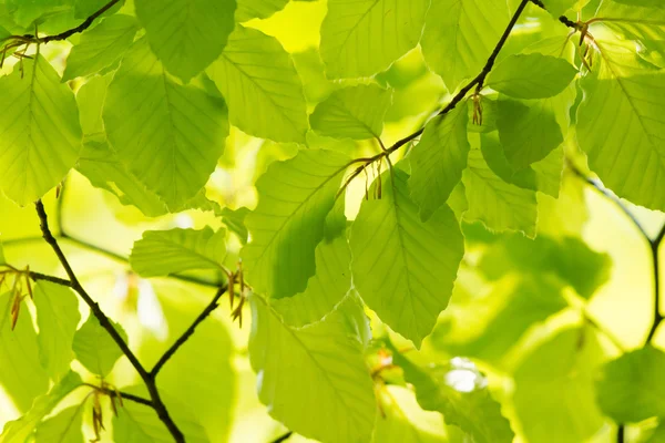 Gröna blad på våren — Stockfoto