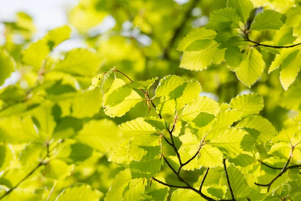 Grüne Blätter im Frühling — Stockfoto