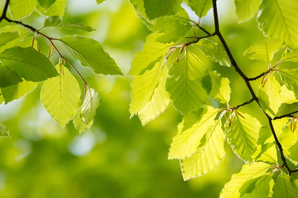 Grüne Blätter im Frühling — Stockfoto