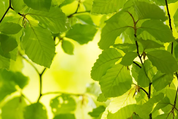 Grüne Blätter im Frühling — Stockfoto