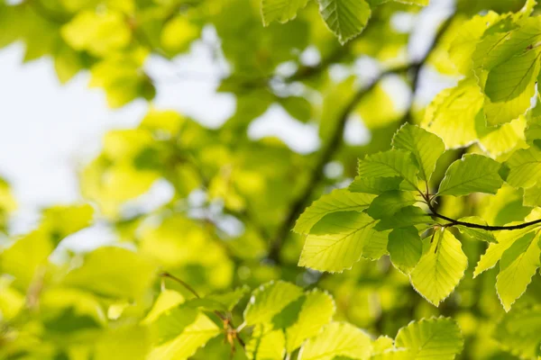 Gröna blad på våren — Stockfoto