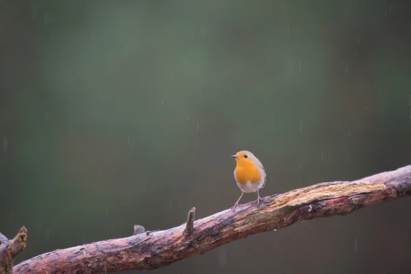 Rotkehlchen — Stockfoto