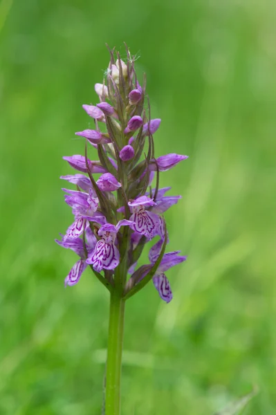 Orquídea selvagem roxa — Fotografia de Stock