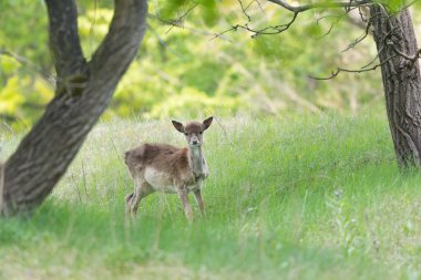 Yüksek otların Karaca ayakta