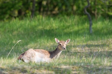 Karaca yüksek çim döşeme