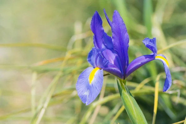 Iris Blue magic — Zdjęcie stockowe