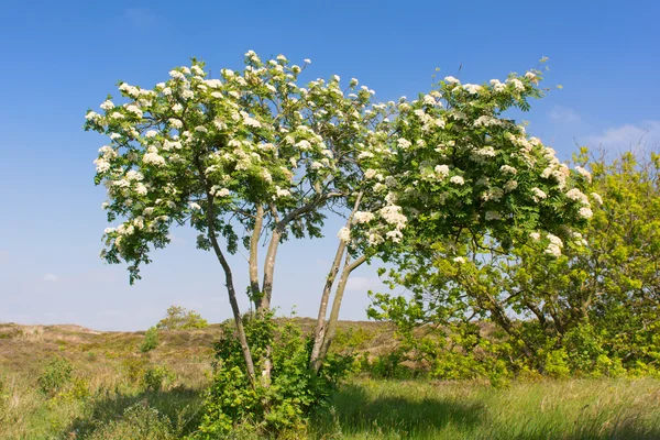 Blooming Sorbus — Stock Photo, Image