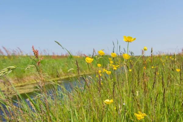 Wild boterbloemen — Stockfoto