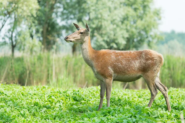 Samice jelena v přírodě — Stock fotografie