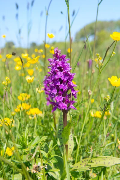 Dzika orchidea — Zdjęcie stockowe