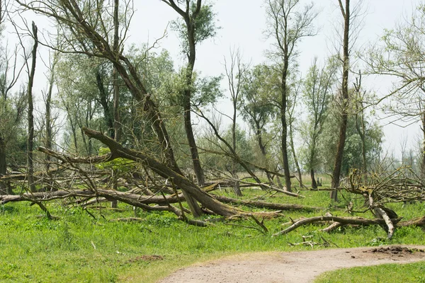 Kaal gegeten bomen — Stockfoto