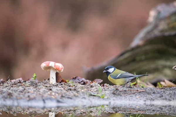 Great tit in autumn — Stock Photo, Image