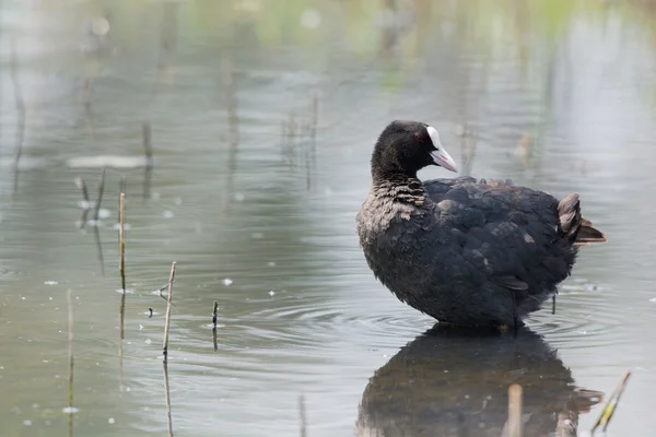 Eurasian coot — Stock Photo, Image