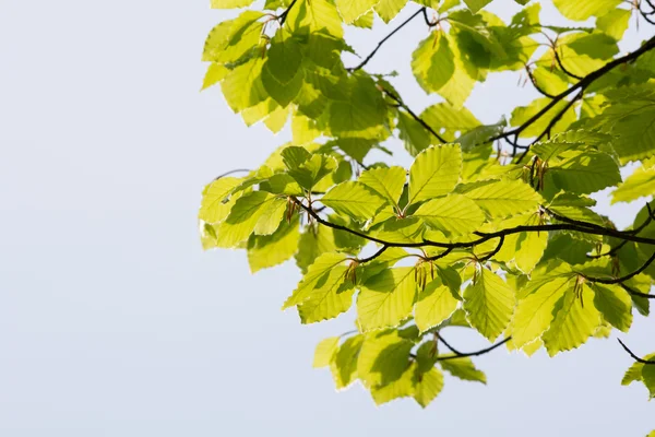 Gröna blad på våren — Stockfoto