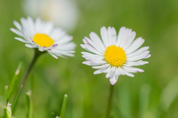 Common daisy in grass — Stock Photo, Image
