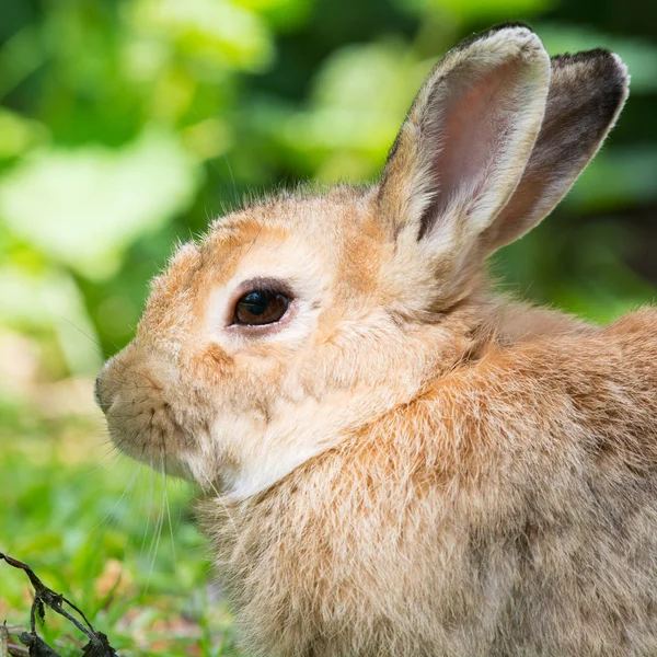 ヨーロッパのウサギ — ストック写真