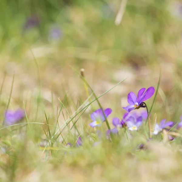 Pansy duna roxa — Fotografia de Stock