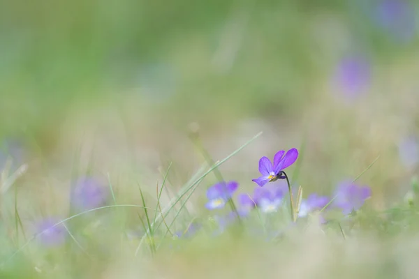 Pansy duna roxa — Fotografia de Stock