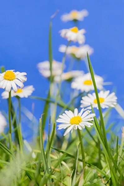 Common daisy in grass — Stock Photo, Image